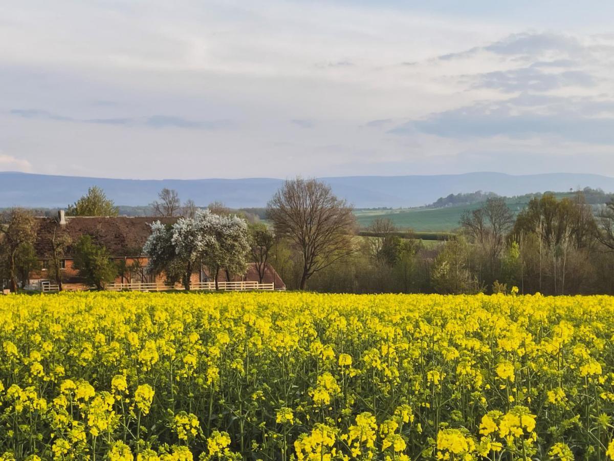Gryfów Śląski Dom Na Krzewiu B&B 외부 사진